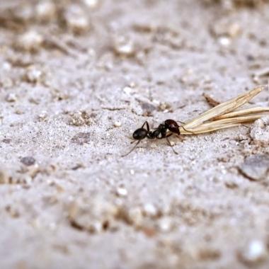 Voir la vidéo de Des fourmis agronomes