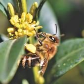 Pollinisateurs : interdiction de deux nouvelles substances proches des néonicotinoïdes