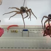 Voir la vidéo de Une araignée morte transformée en robot (ou necrobot)