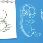 Voir la vidéo de Naissance d'un cerveau