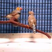 Voir la vidéo de Des chants implantés dans le cerveau d'oisillons