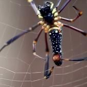 Voir la vidéo de Araignées : un cerveau au centre de la toile