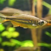 Voir la vidéo de Art de la marche : tout est dans le circuit (cérébral)